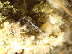 Phtisica marina