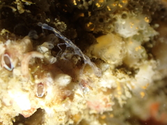 Phtisica marina