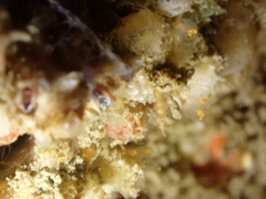 Phtisica marina