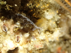 Phtisica marina