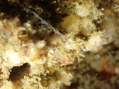 Phtisica marina