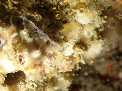 Phtisica marina