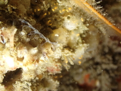 Phtisica marina