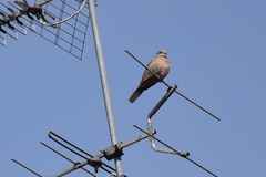 Streptopelia decaocto