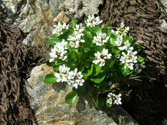 Cardamine bellidifolia alpina