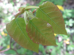 Neoshirakia japonica
