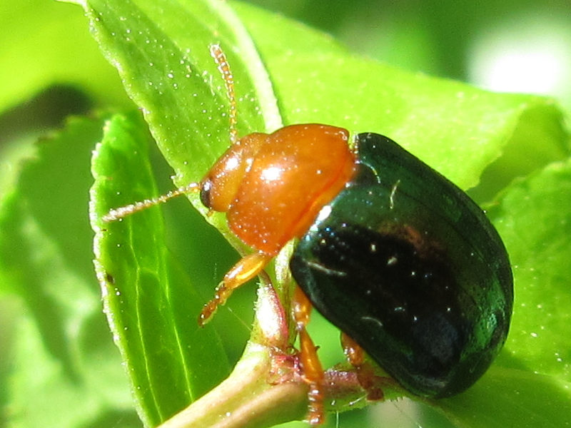 Sinomela