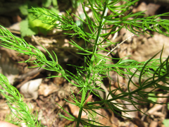 Asparagus schoberioides