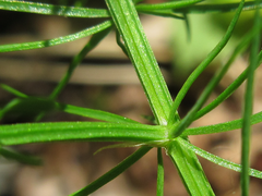 Asparagus schoberioides