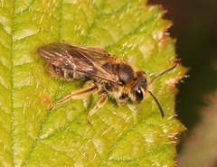 Andrena minutula