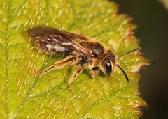 Andrena minutula