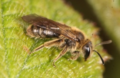 Andrena minutula