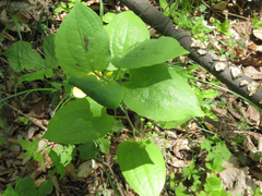 Smilax riparia