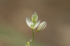 Polygala monspeliaca
