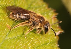 Andrena minutula