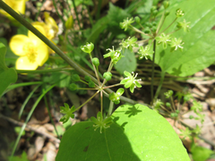 Smilax riparia