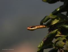 Dendrelaphis