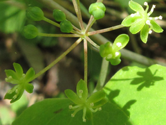 Smilax riparia