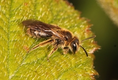 Andrena minutula