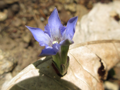 Gentiana squarrosa