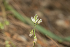 Polygala monspeliaca