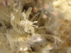 Caprella acanthifera