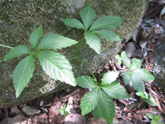 Gynostemma pentaphyllum