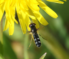 Platycheirus albimanus