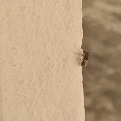Diptera