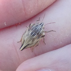 Odontotarsus