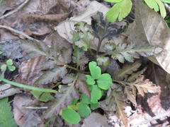 Sceptridium ternatum