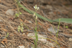 Polygala monspeliaca