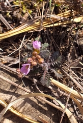 Arabidopsis arenosa