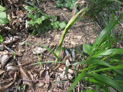 Cremastra appendiculata variabilis