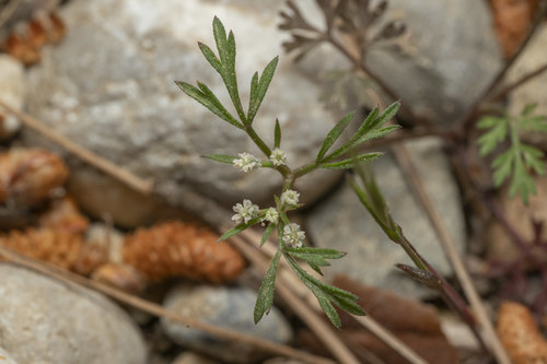Image of Daucus involucratus by (c) Eleftherios Katsillis, some rights reserved (CC BY)