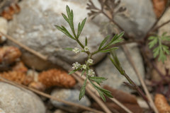 Daucus involucratus