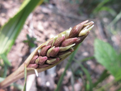 Cremastra appendiculata variabilis