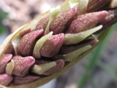 Cremastra appendiculata variabilis