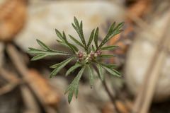 Daucus involucratus