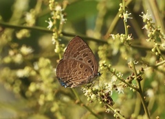 Arhopala athada
