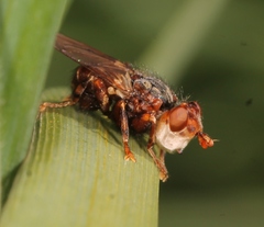 Myopa testacea