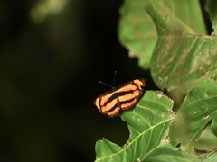 Pantoporia