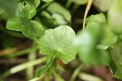 Ficaria verna bulbilifera