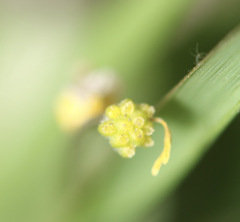 Ficaria verna bulbilifera