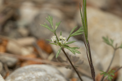 Image of Daucus involucratus by (c) Eleftherios Katsillis, some rights reserved (CC BY)