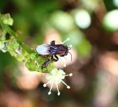 Homotrigona apicalis