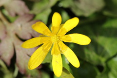 Ficaria verna bulbilifera