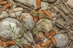 Daucus involucratus
