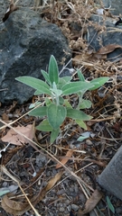 Salvia discolor