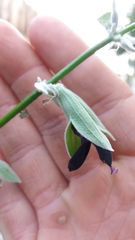 Salvia discolor